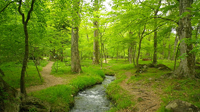 佐原の奥入瀬・荒井の奥入瀬